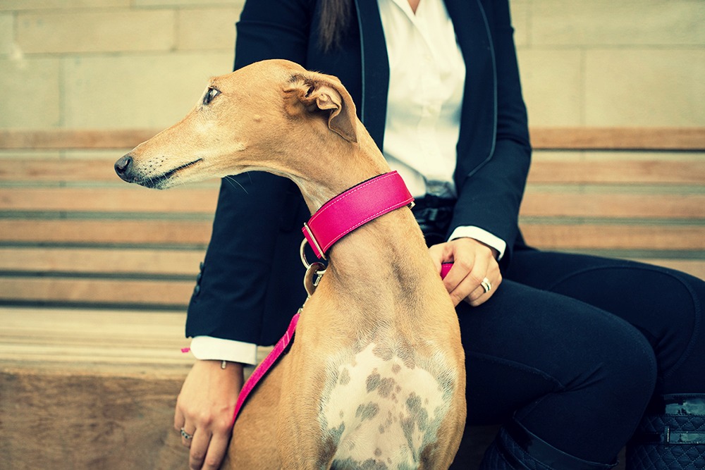 Viento perro collar de cuello para perro banda Dog Collar Greyhound galgo Saluki Whippet MPa