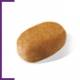 BICHON MALTES ADULT 24