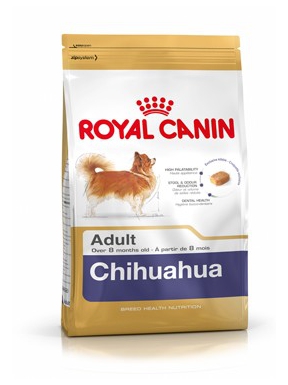 CHIHUAHUA ADULT 28