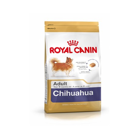 CHIHUAHUA ADULT 28
